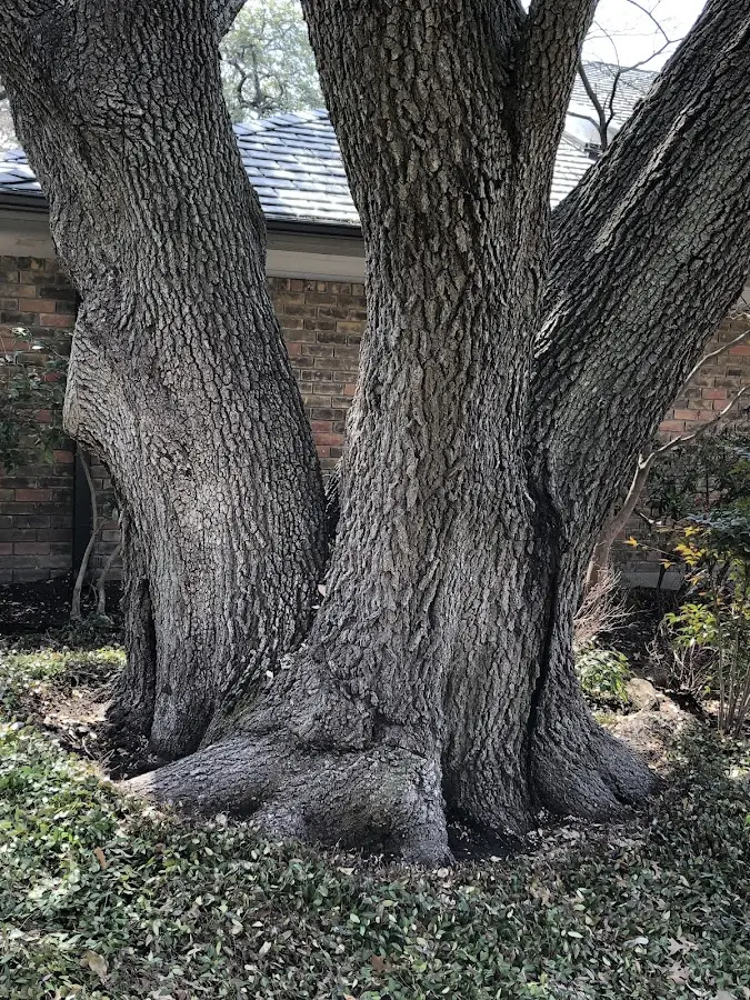 Mature heritage tree close to a Saint Thomas property cared for by certified arborists